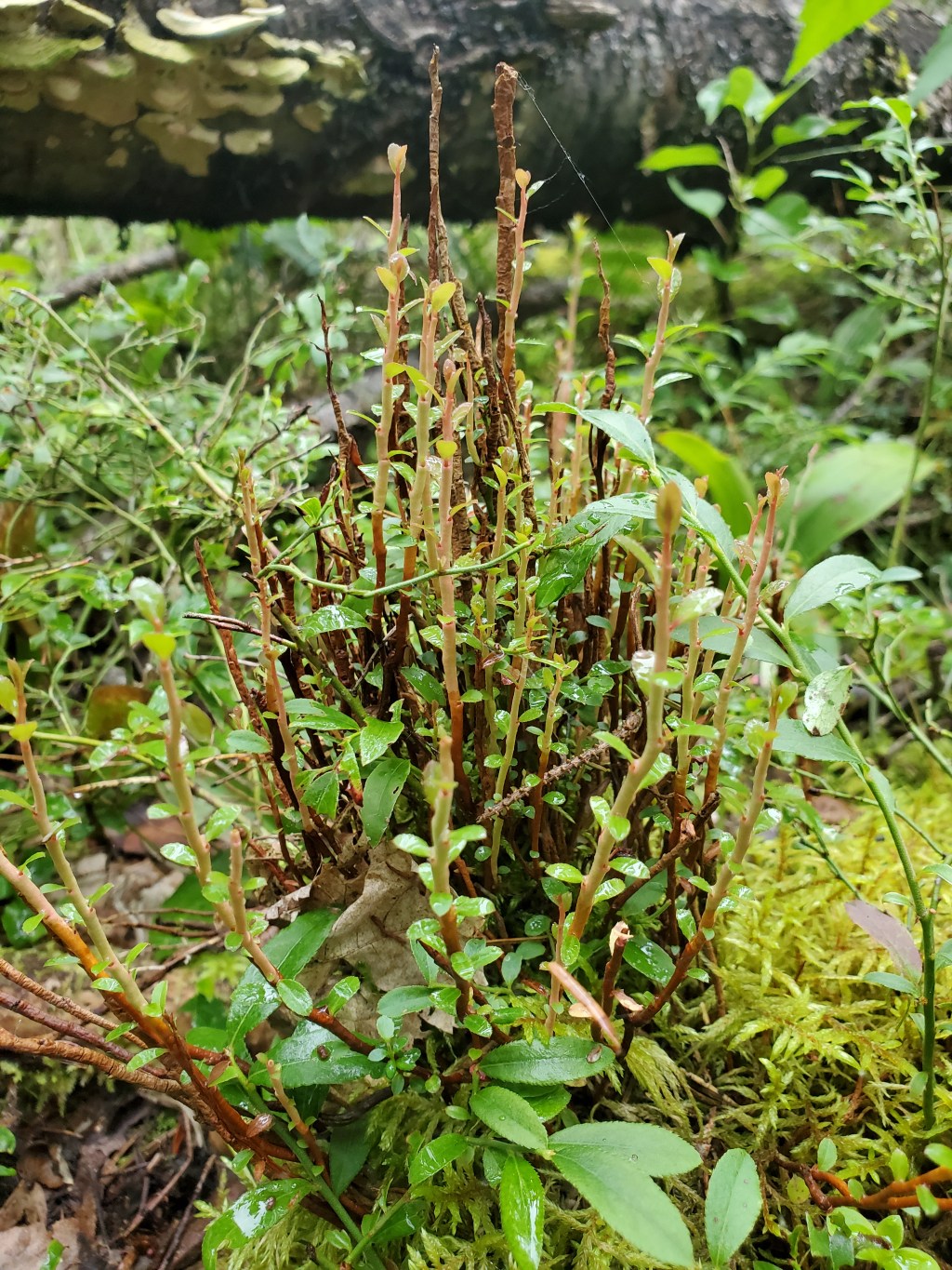 Un Bain de forêt par&nbsp;semaine