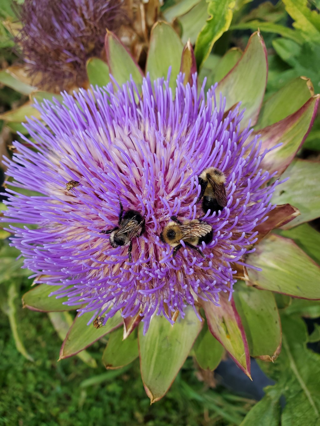 Les remèdes naturels