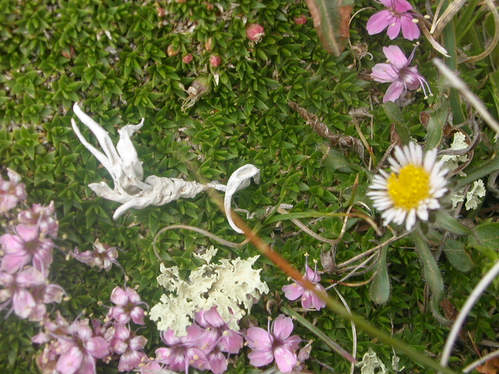 🕊️Trouver la paix.